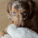 Creator collaboration with Native Pet by @winnieandalexa