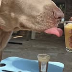 Creator collaboration with Native Pet by @voyages_of_riker