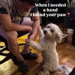 Creator collaboration with Marvel by @marleythecockapooch