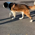 Creator collaboration with Chewy by @bruno_st_bernard