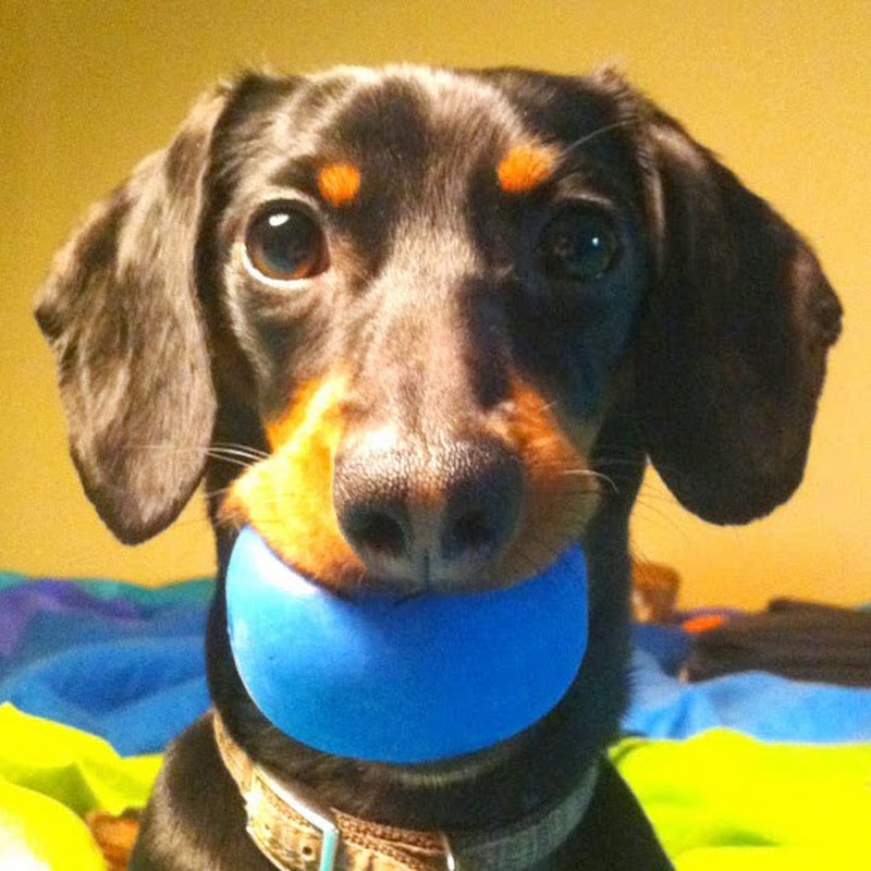 Crusoe the Dachshund channel photo