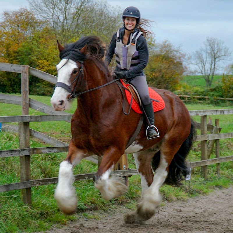 DiscoverTheHorse channel photo