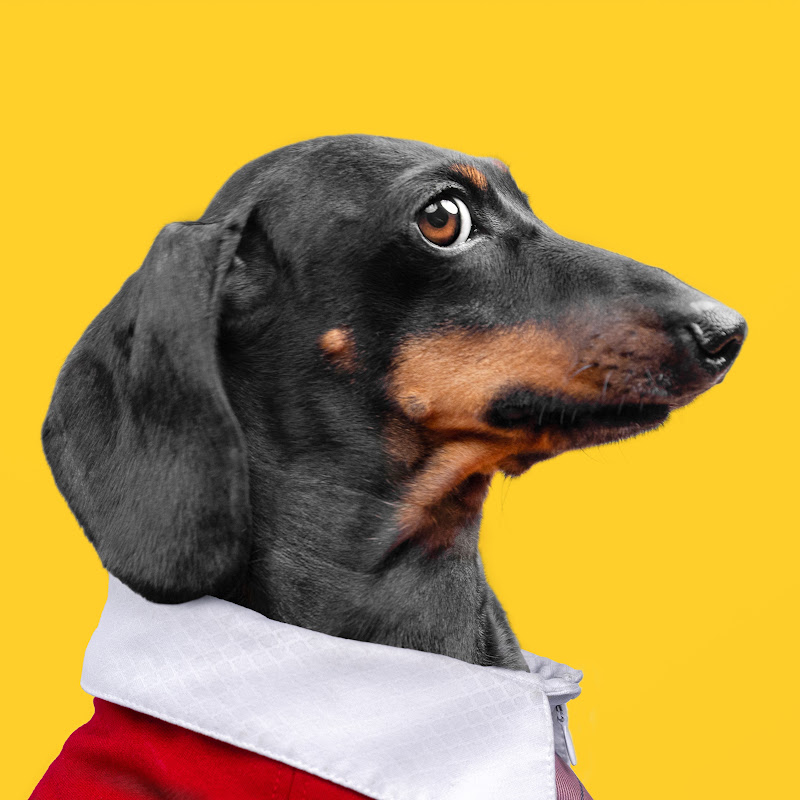 Doxie Din - not just a dachshund channel photo