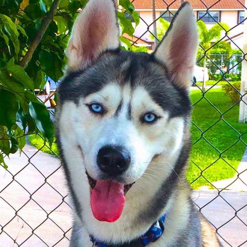Gohan The Husky channel photo