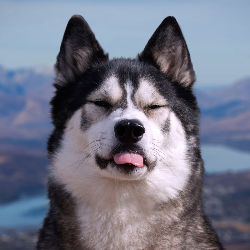 K'eyush The Stunt Dog channel photo