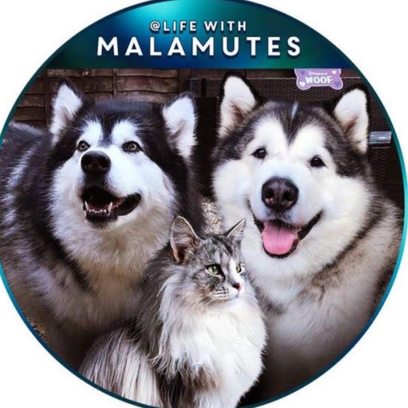 Life with Malamutes channel photo