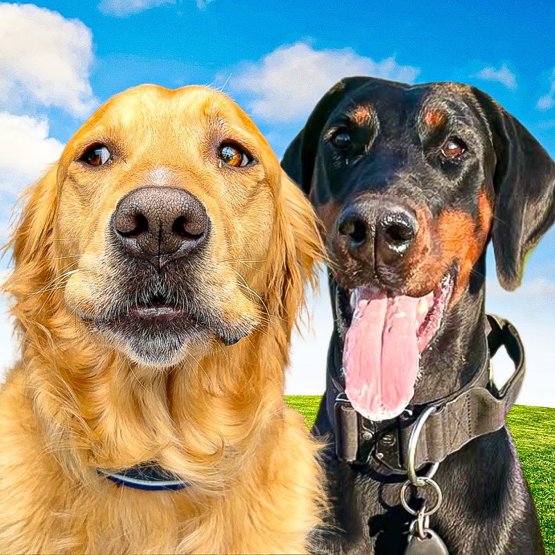 The Golden Kobe Family channel photo